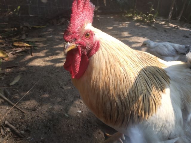 ไก่ซันเช็คไฮบริด