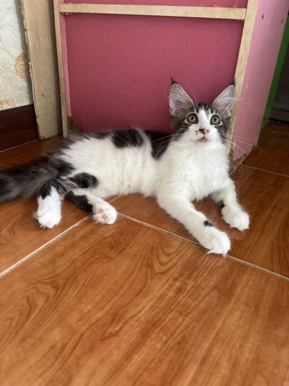 เมนคูน (Maine Coon) เมนคูนแท้