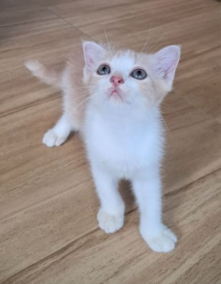 ลูกแมว scottish Fold รูปที่ 3