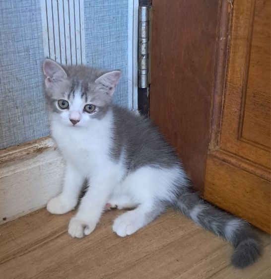 ลูกแมว scottish Fold รูปที่ 4