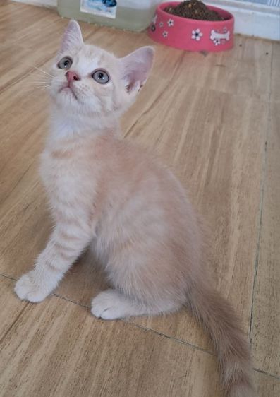 ลูกแมว scottish Fold รูปที่ 5