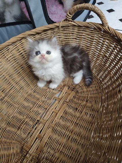 เปอร์เซีย (Persian) แมวเปอร์เซีย