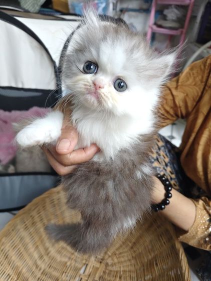 แมวเปอร์เซีย รูปที่ 5