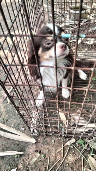ชิวาวา (Chihuahua) เล็ก ชิวาว่าขนยาว
