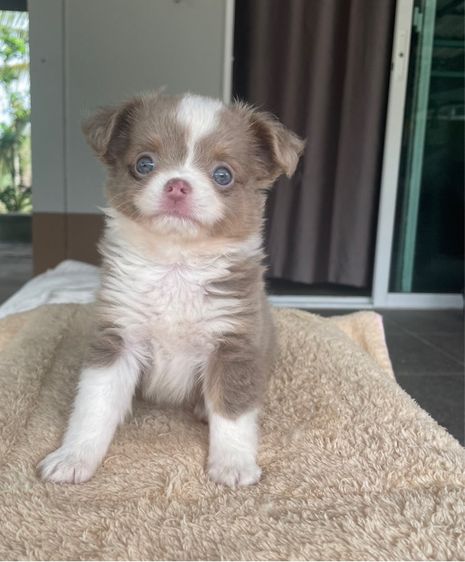 ลูกสุนัขชิวาว่าสีขาวไลแลค