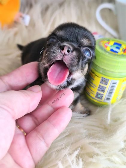 ชิวาวา (Chihuahua) เล็ก ❌ ติดจอง ❌ ชิวาวาแท้