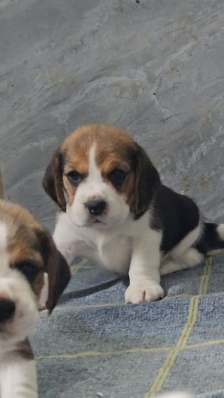 บีเกิล (Beagle) เล็ก ลูกสุนัขบีเกิ้ลเพศเมีย
