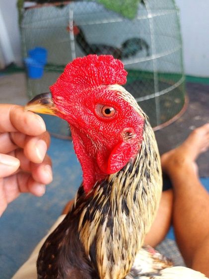 ไก่ชนพม่าเเข้งหน้า(แพ็คคุ่)