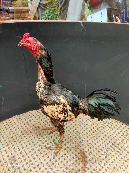 ไก่ชนพม่า