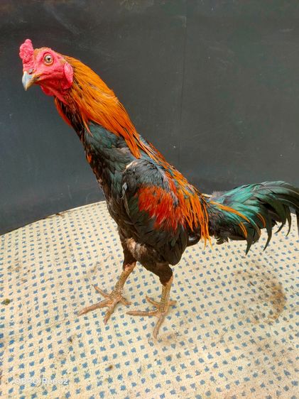 ไก่ชนพม่า