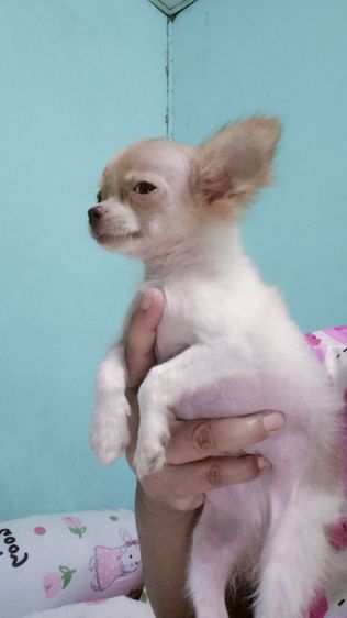 ชิวาวา (Chihuahua) เล็ก ชิวาว่าผสมปอม