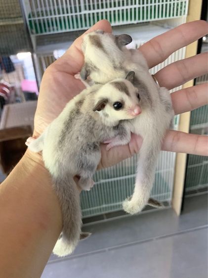 ขาย ชูก้าไกลเดอร์ ชูการ์ไกลเดอร์ sugarglider มีทุกสี ส่งได้ทั่วไทย รูปที่ 8
