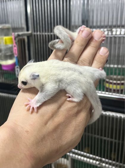ขาย ชูก้าไกลเดอร์ ชูการ์ไกลเดอร์ sugarglider มีทุกสี ส่งได้ทั่วไทย รูปที่ 6