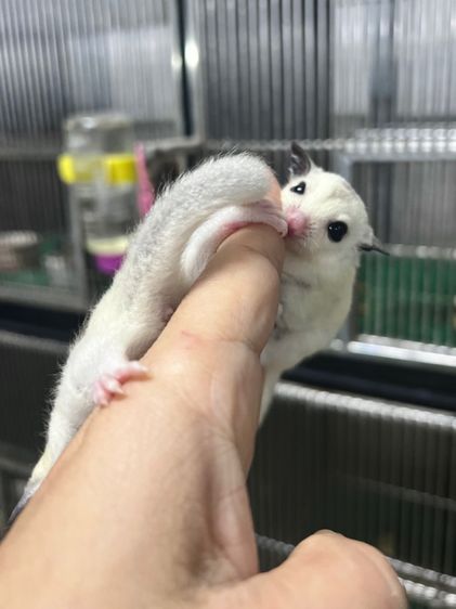 ขาย ชูก้าไกลเดอร์ ชูการ์ไกลเดอร์ sugarglider มีทุกสี ส่งได้ทั่วไทย รูปที่ 7