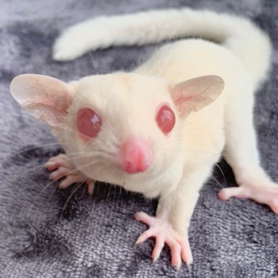 ขาย ชูก้าไกลเดอร์ ชูการ์ไกลเดอร์ sugarglider มีทุกสี ส่งได้ทั่วไทย รูปที่ 14