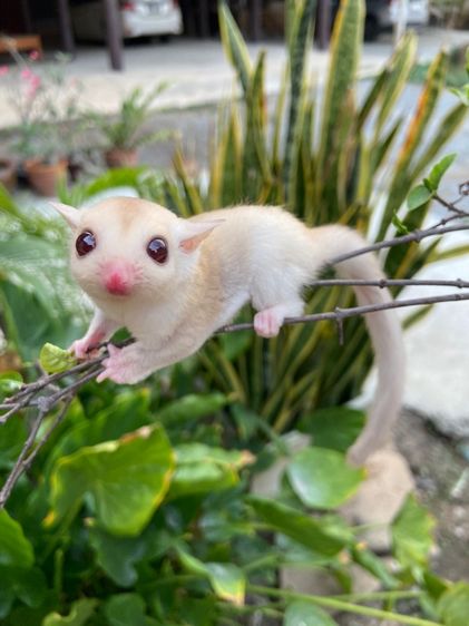 ขาย ชูก้าไกลเดอร์ ชูการ์ไกลเดอร์ sugarglider มีทุกสี ส่งได้ทั่วไทย รูปที่ 12