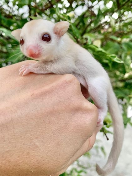 ขาย ชูก้าไกลเดอร์ ชูการ์ไกลเดอร์ sugarglider มีทุกสี ส่งได้ทั่วไทย รูปที่ 11