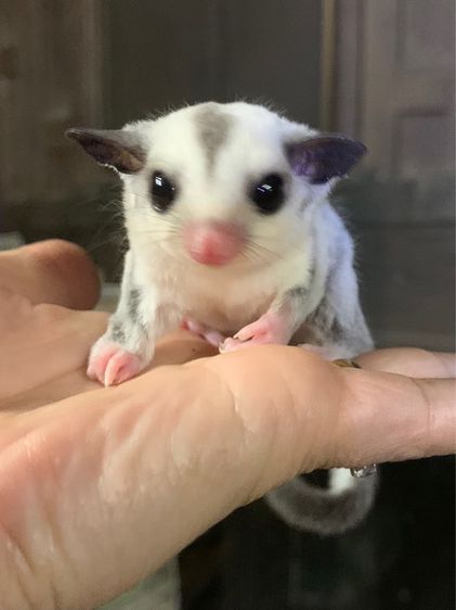 ขาย ชูก้าไกลเดอร์ ชูการ์ไกลเดอร์ sugarglider มีทุกสี ส่งได้ทั่วไทย รูปที่ 9