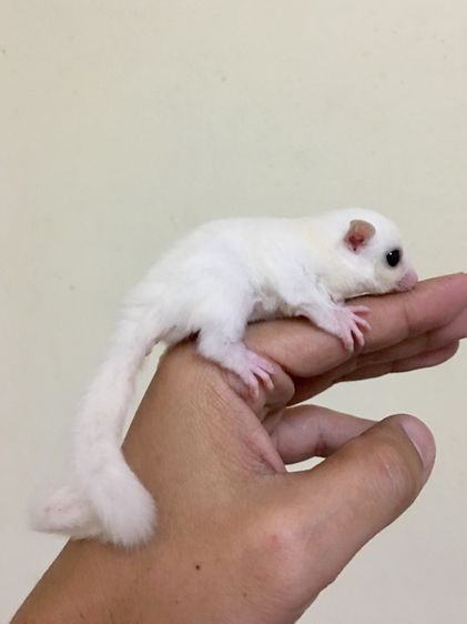 ขาย ชูก้าไกลเดอร์ ชูการ์ไกลเดอร์ sugarglider มีทุกสี ส่งได้ทั่วไทย รูปที่ 4