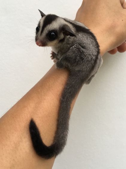 ขาย ชูก้าไกลเดอร์ ชูการ์ไกลเดอร์ sugarglider มีทุกสี ส่งได้ทั่วไทย รูปที่ 16