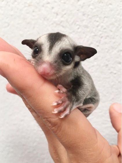ขาย ชูก้าไกลเดอร์ ชูการ์ไกลเดอร์ sugarglider มีทุกสี ส่งได้ทั่วไทย รูปที่ 17
