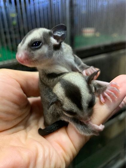 ขาย ชูก้าไกลเดอร์ ชูการ์ไกลเดอร์ sugarglider มีทุกสี ส่งได้ทั่วไทย รูปที่ 18