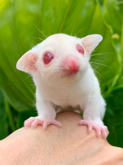 ขาย ชูก้าไกลเดอร์ ชูการ์ไกลเดอร์ sugarglider มีทุกสี ส่งได้ทั่วไทย รูปที่ 13
