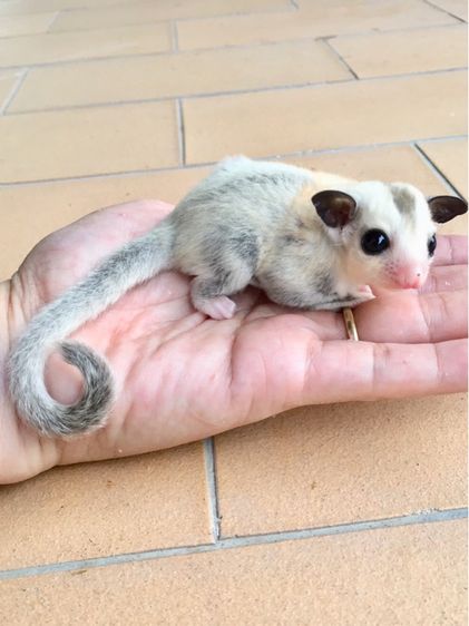 ขาย ชูก้าไกลเดอร์ ชูการ์ไกลเดอร์ sugarglider มีทุกสี ส่งได้ทั่วไทย รูปที่ 10