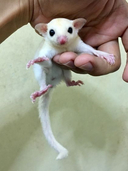 ขาย ชูก้าไกลเดอร์ ชูการ์ไกลเดอร์ sugarglider มีทุกสี ส่งได้ทั่วไทย รูปที่ 5