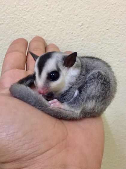 ขาย ชูก้าไกลเดอร์ ชูการ์ไกลเดอร์ sugarglider มีทุกสี ส่งได้ทั่วไทย รูปที่ 2