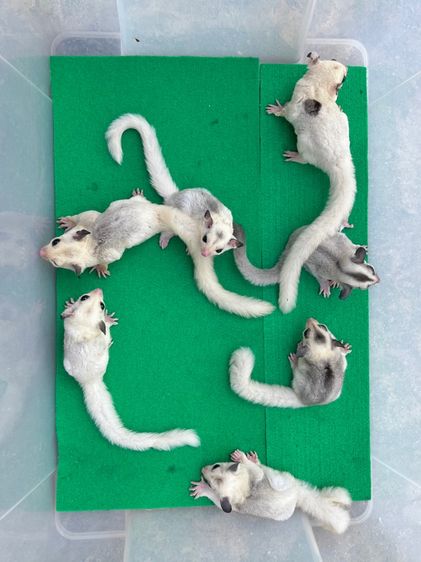 ขาย ชูก้าไกลเดอร์ ชูการ์ไกลเดอร์ sugarglider มีทุกสี ส่งได้ทั่วไทย รูปที่ 15