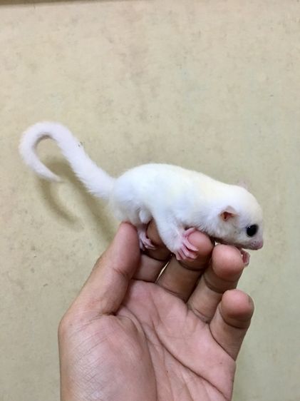 ขาย ชูก้าไกลเดอร์ ชูการ์ไกลเดอร์ มีทุกสี ทุกอายุ มีตลอด ส่งได้ทั่วไทย รูปที่ 6
