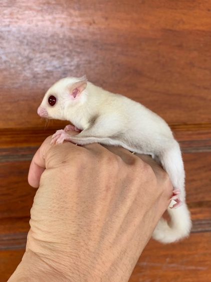 ขาย ชูก้าไกลเดอร์ ชูการ์ไกลเดอร์ มีทุกสี ทุกอายุ มีตลอด ส่งได้ทั่วไทย รูปที่ 9