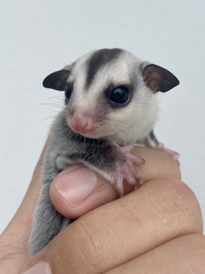 ขาย ชูก้าไกลเดอร์ ชูการ์ไกลเดอร์ มีทุกสี ทุกอายุ มีตลอด ส่งได้ทั่วไทย รูปที่ 7