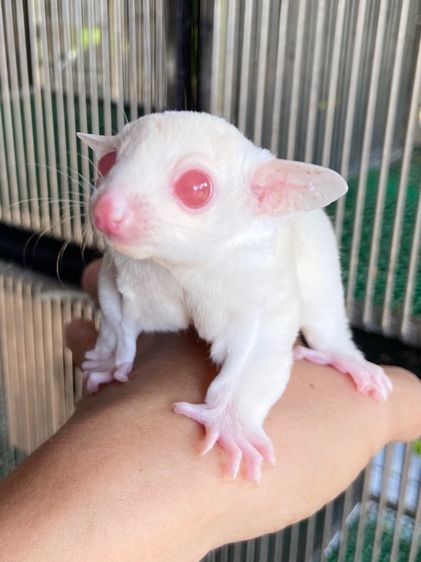 ขาย ชูก้าไกลเดอร์ ชูการ์ไกลเดอร์ มีทุกสี ทุกอายุ มีตลอด ส่งได้ทั่วไทย รูปที่ 5