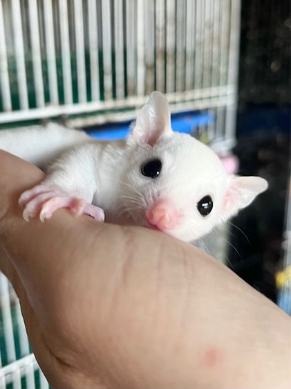 ขาย ชูก้าไกลเดอร์ ชูการ์ไกลเดอร์ มีทุกสี ทุกอายุ มีตลอด ส่งได้ทั่วไทย รูปที่ 8