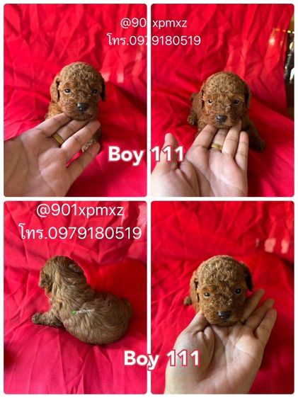 พุดเดิ้ล (Poodle) เล็ก พุดเดิ้ลทอย และไทนี่ เกรดพรีเมียม poodle toy tiny 