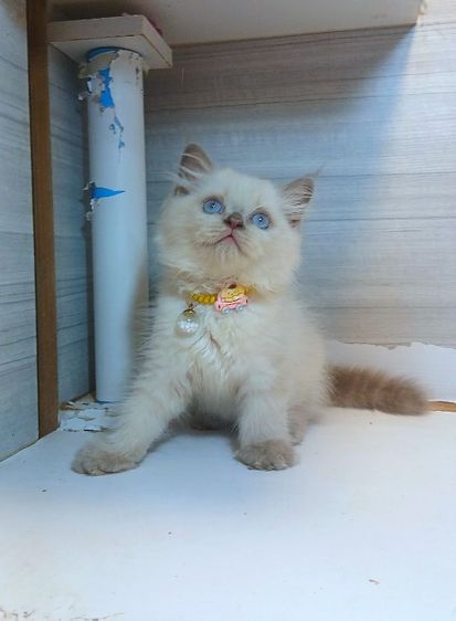 เปอร์เซีย (Persian) แมวหิมาลายัน สีบลูพ้อยท์ ทานอาหารเข้ากระบะทรายเป็นเคนวัคซีนแล้วสนใจถามก่อนได้คะ