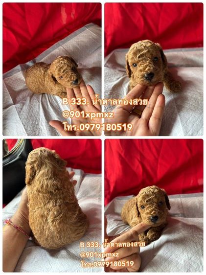 พุดเดิ้ล (Poodle) เล็ก จัดโปรนาทีทองด่วน พุดเดิ้ลทอย ขาสั้นหน้าหมี poodletoy 