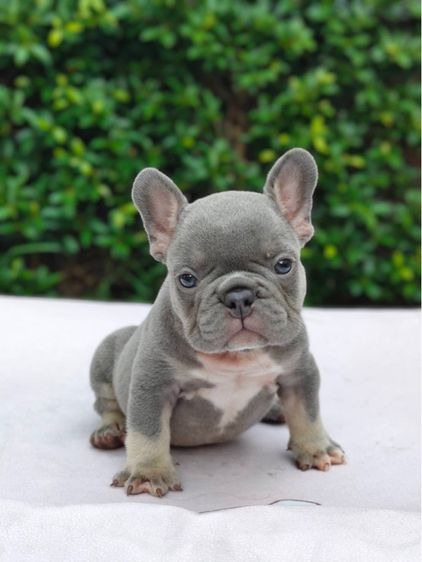 เฟรนช์ บูลด็อก (French Bulldog) เล็ก เฟรนช์บลูด็อก