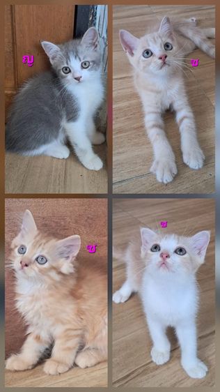 ลูกแมว scottish Fold