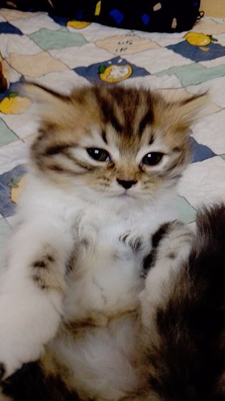 น้องแมวสก๊อติสโฟลด์ รูปที่ 6
