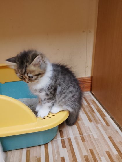 สก็อตติช โฟลด์ (Scottish Fold) น้องแมวสก๊อติสโฟลด์