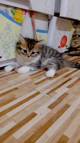 น้องแมวสก๊อติสโฟลด์ รูปที่ 4