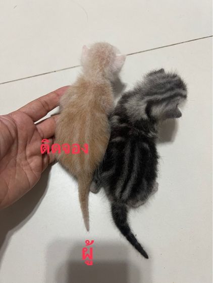 อเมริกัน ชอร์ตแฮร์ (American Shorthair) เปิดจองลูกแมว อเมริกันช๊อตแฮร์
