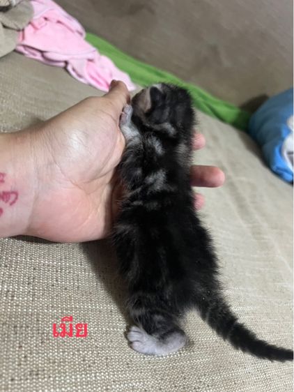 เปิดจองลูกแมว อเมริกันช๊อตแฮร์ รูปที่ 2