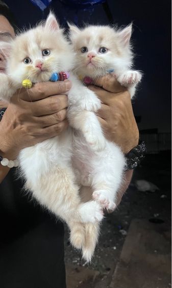 น้องแมวเปอร์เซียเพศผู้ รูปที่ 5