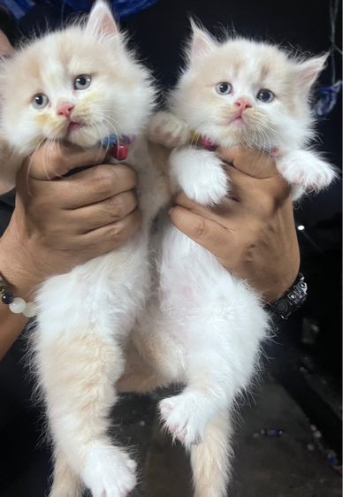 น้องแมวเปอร์เซียเพศผู้