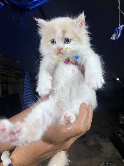 น้องแมวเปอร์เซียเพศผู้ รูปที่ 13
