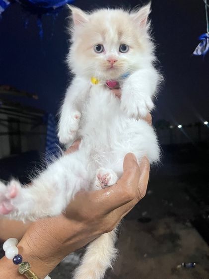 น้องแมวเปอร์เซียเพศผู้ รูปที่ 12